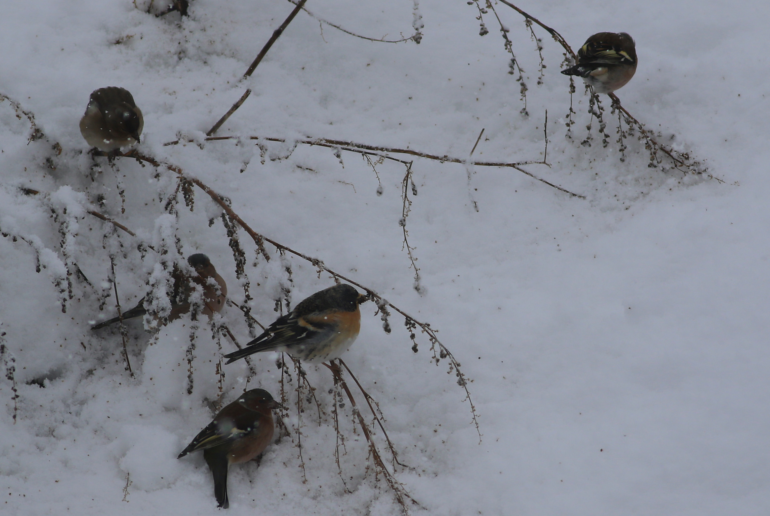 Brambling